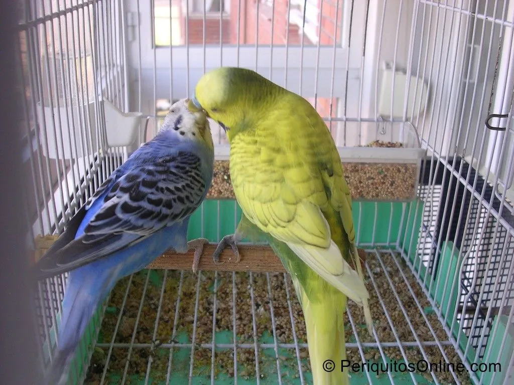 pareja periquitos australianos