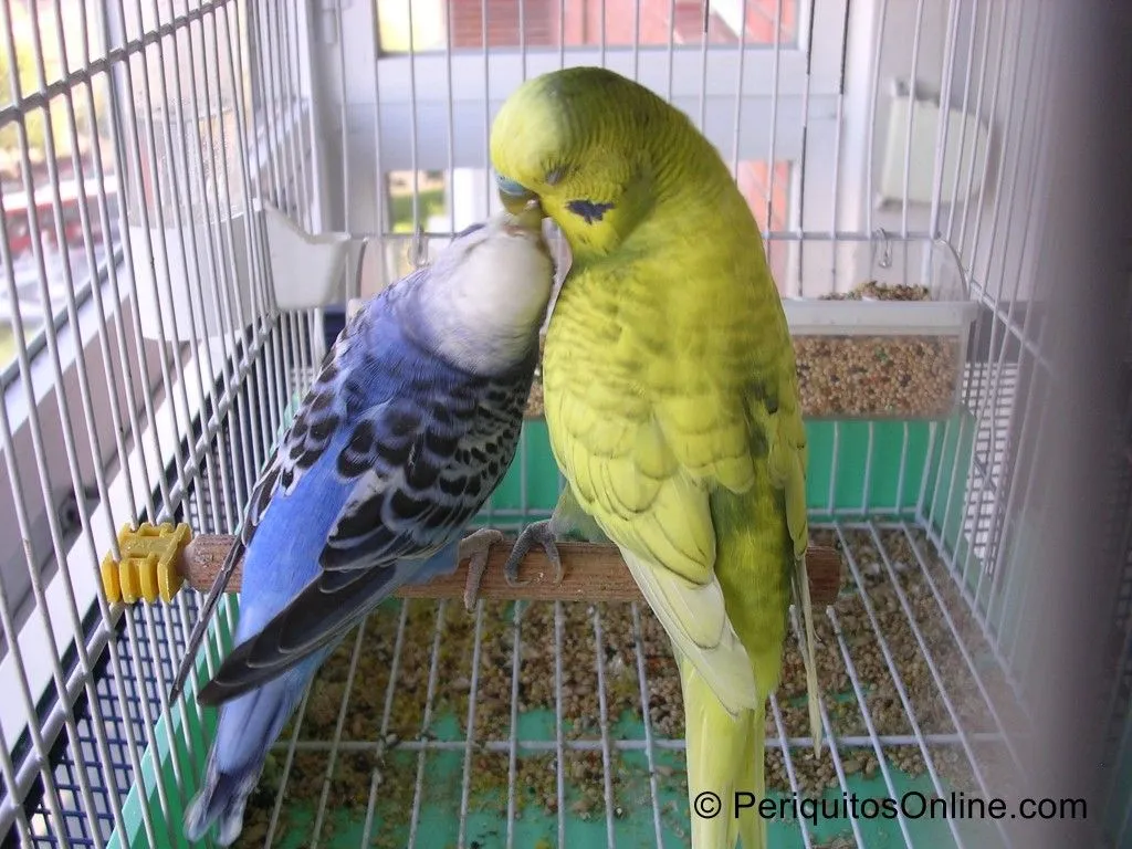 pareja periquitos australianos
