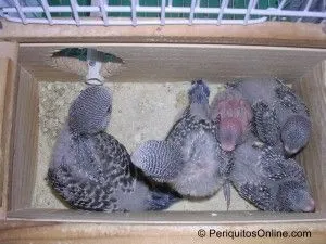 DSCN6241 DSCN6241