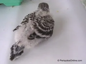 cria malva Seguimiento de cría de periquitos
