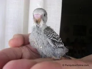 cria malva2 Seguimiento de cría de periquitos
