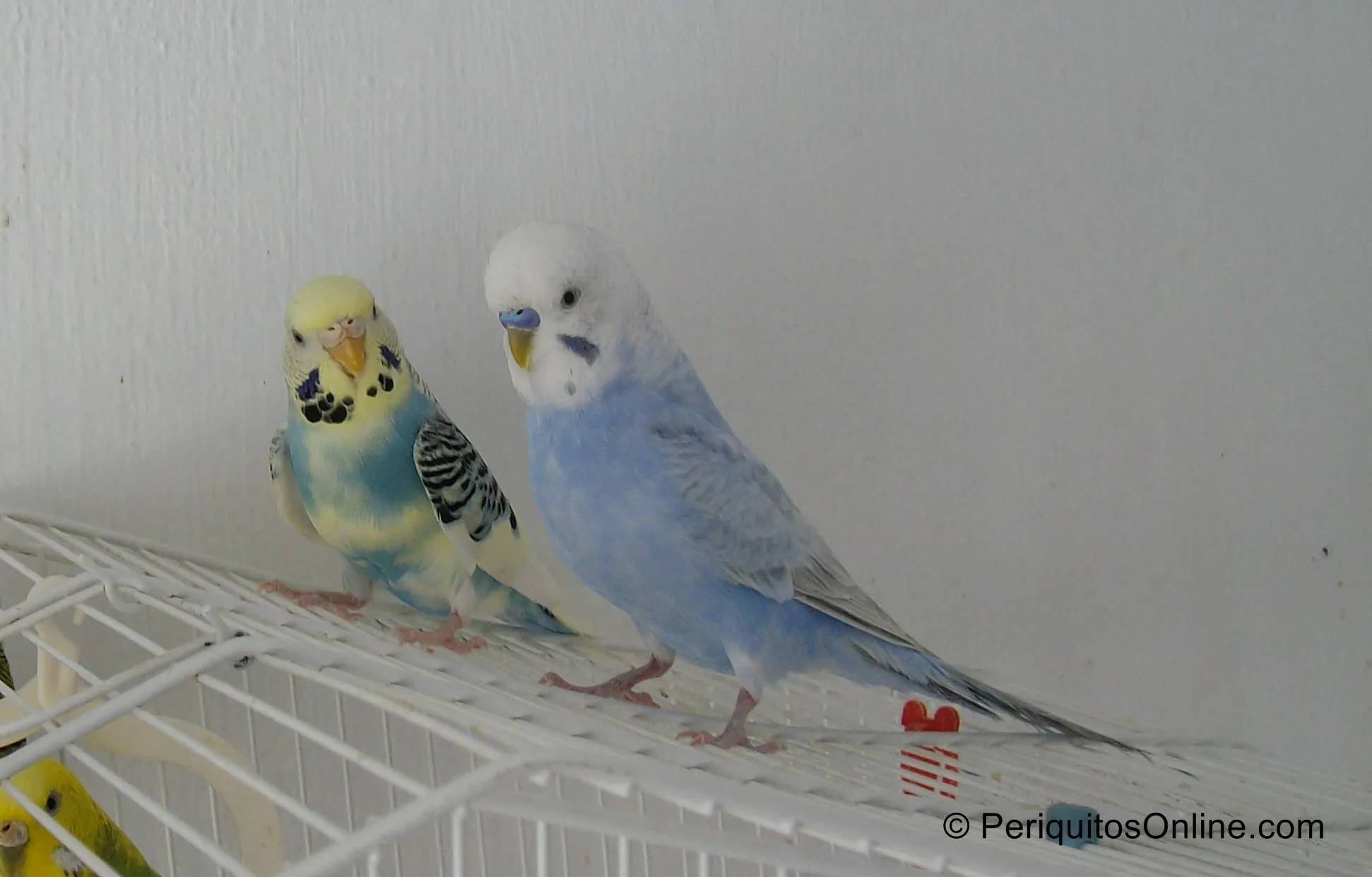 periquito australiano zeus4