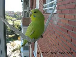 periquito australiano columpio debate