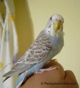 periquito canela