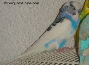 pio dominante australiano linea azul