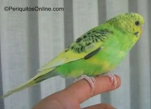 pio dominante australiano linea verde
