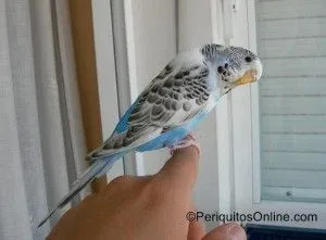 pio recesivo