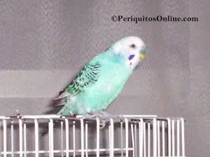 periquito azul cielo