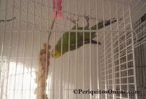 periquito panizo