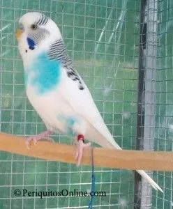 periquito australiano pio de collar linea azul
