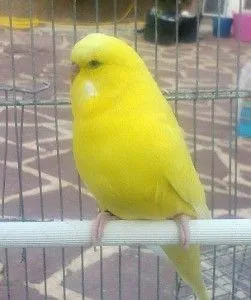 spangle o Perlados