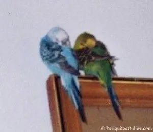 periquitos dormidos