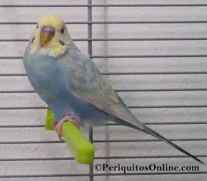 periquito arcoiris