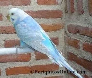 periquito alas claras linea azul
