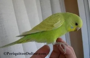 Diluido