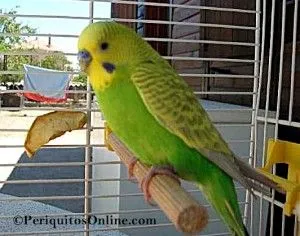 periquito fullbody linea verde