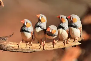 diamante mandarin aves australianas