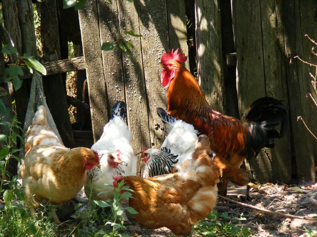Gallinas