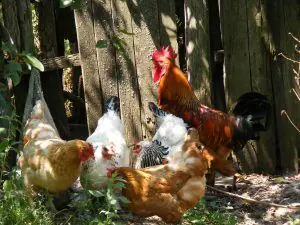 Gallinas