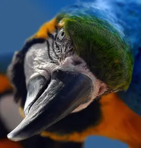 Bird 100880 1280