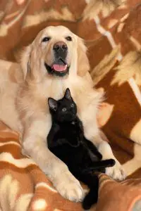 Dog And Cat 2908810 1280