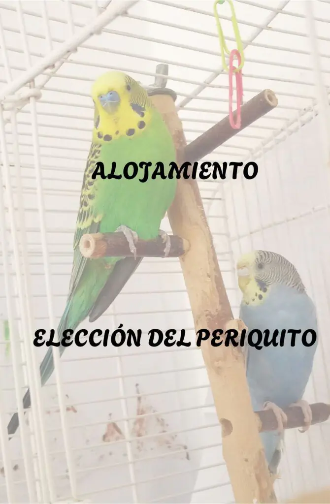 ALOJAMIENTO ELECCION DEL PERIQUITO