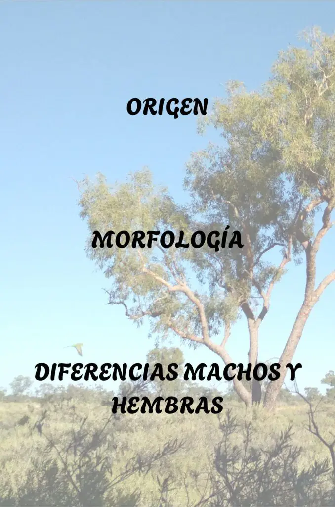 ORIGEN MORFOLOGIA