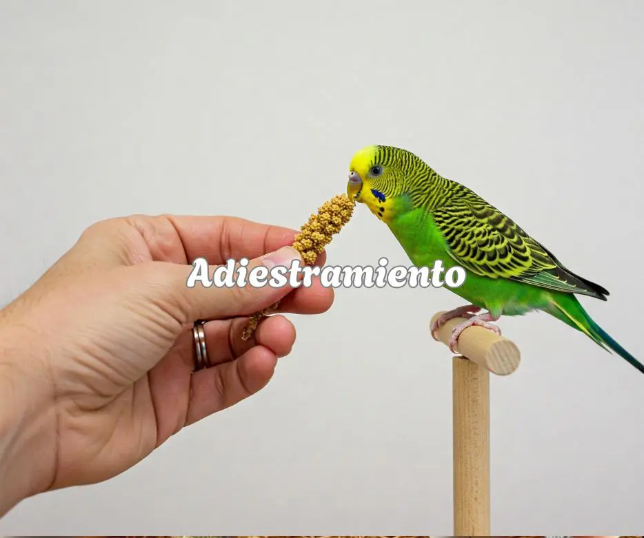Adiestramiento