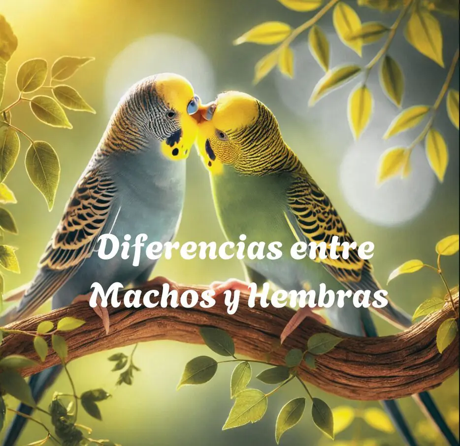 Diferencias Entre Machos Y Hembras