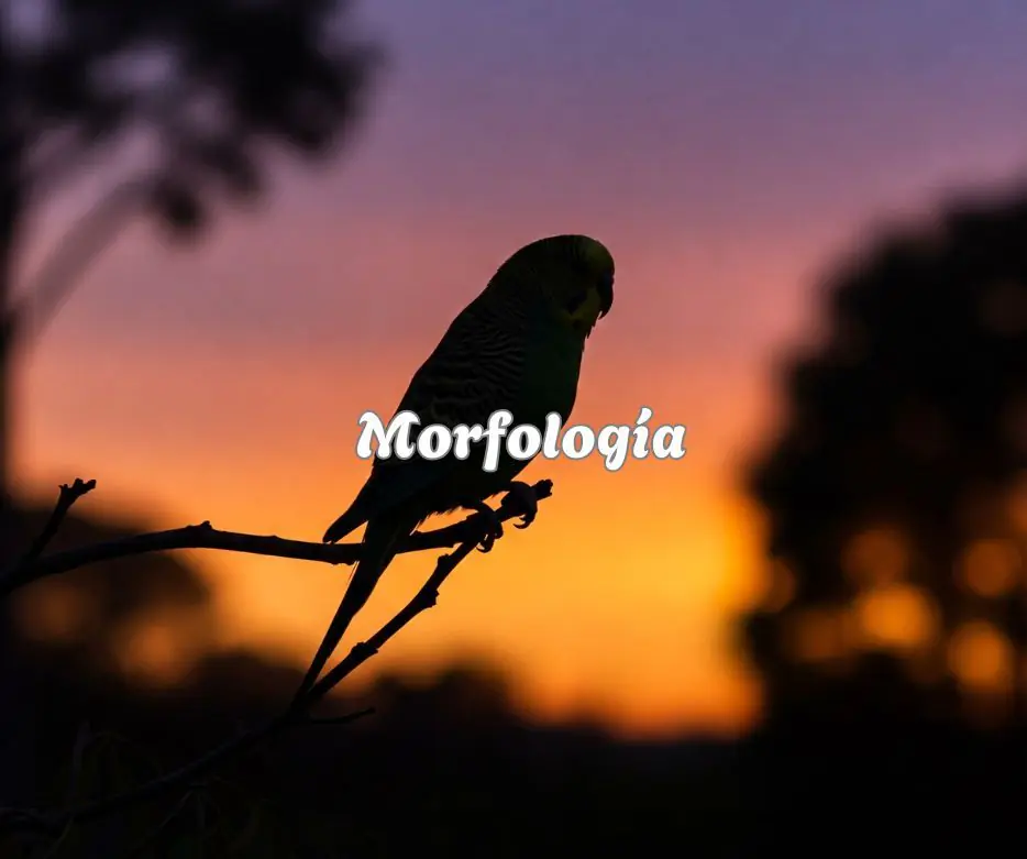 Morfologia